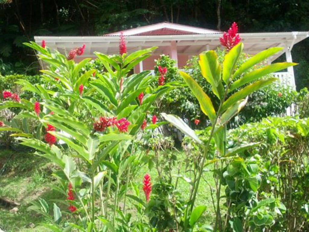 Chez Ophelia Cottage Apartments Roseau Quarto foto